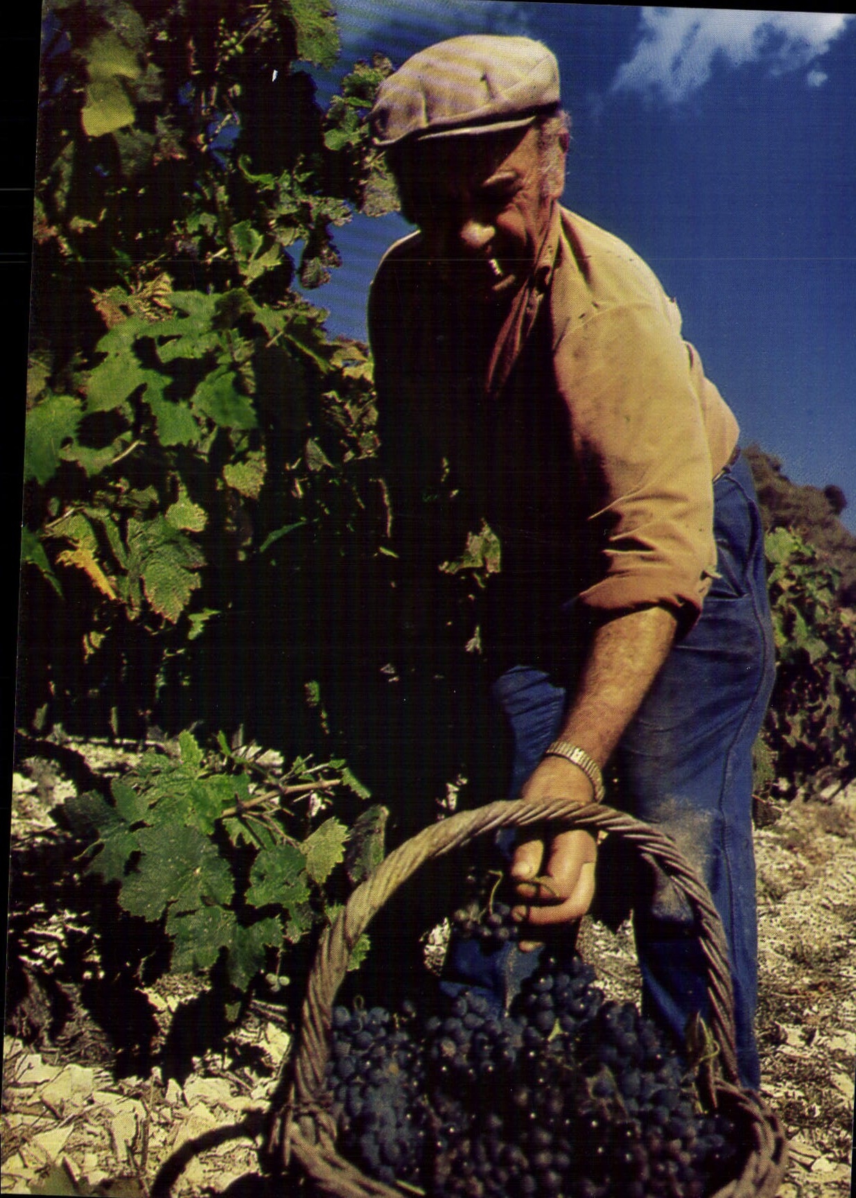 CPA Le Plateau des Gras La saison des vendanges en Ardeche 