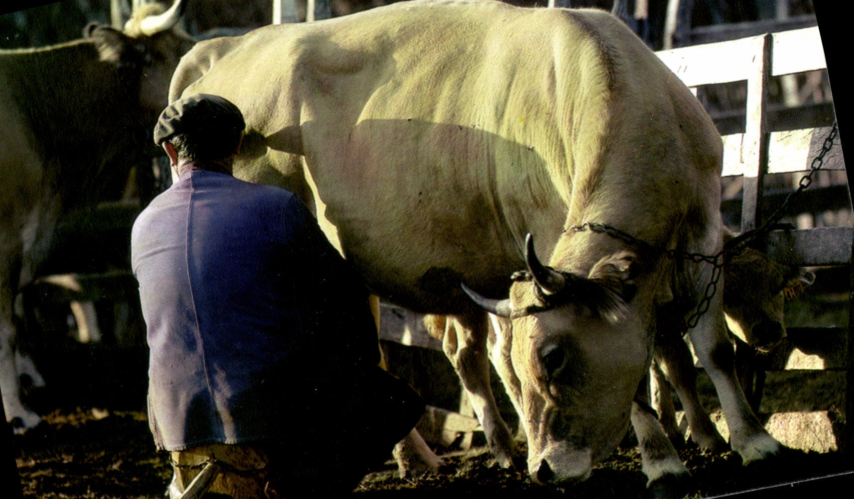 CPA L'Aveyron Pittoresque Scene pastorale dans l'Aubrac La Traite des vaches