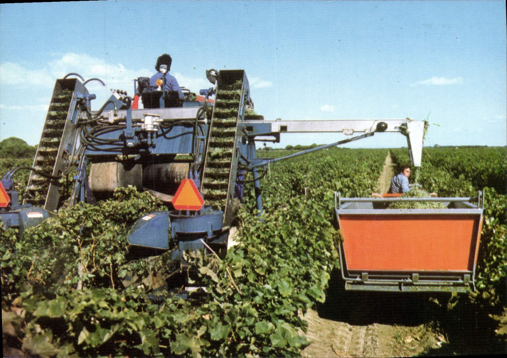 CPSM Domaines Viticoles Des Salins Du Midi Listel Vin Des Sables