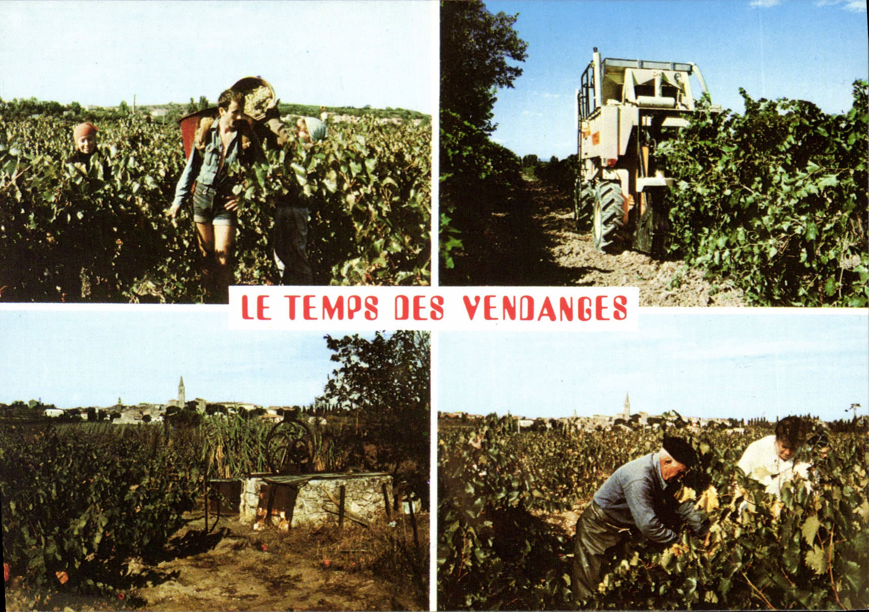 CPSM Maraussan Terre De Vignobles
