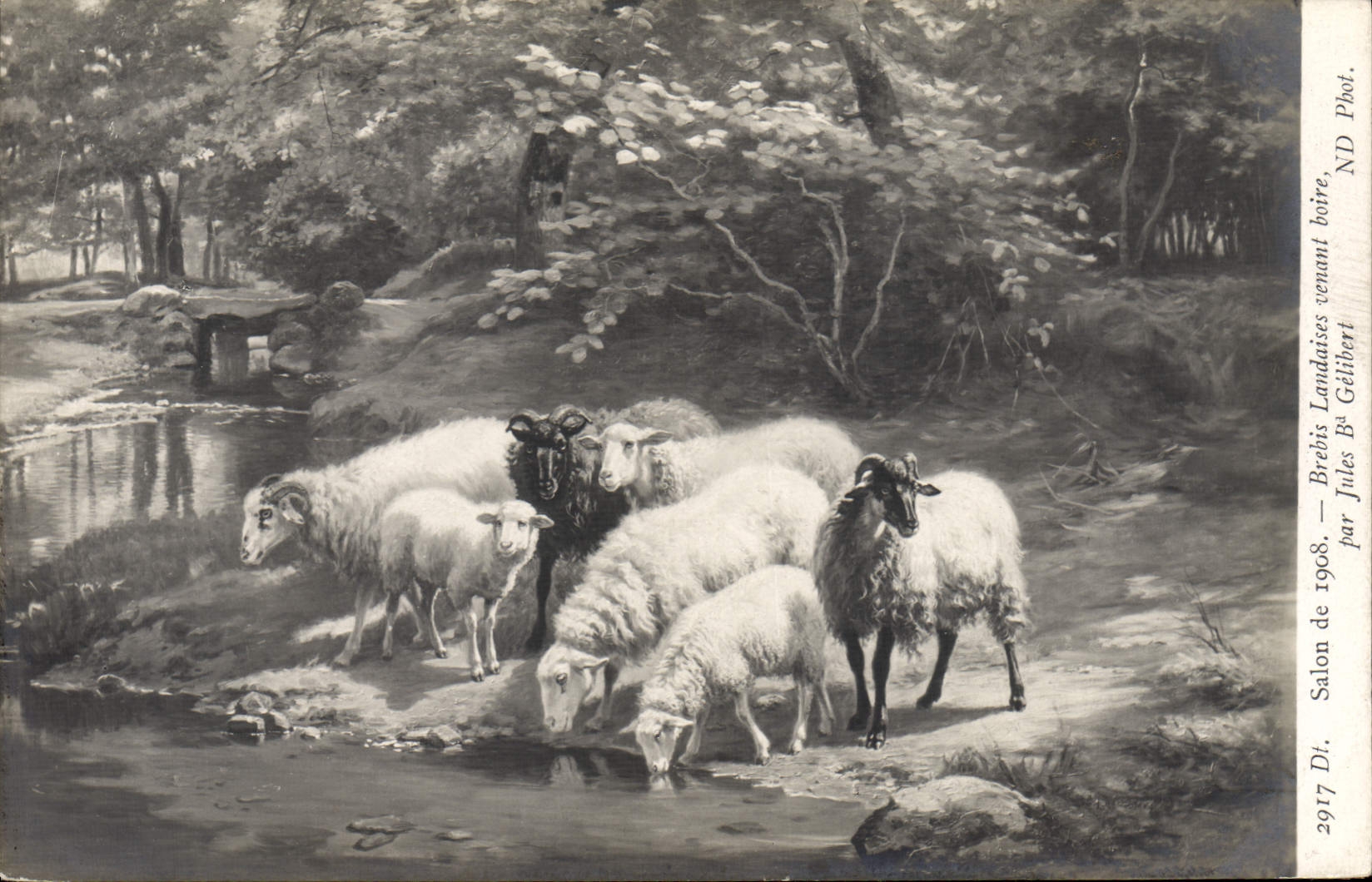 CPA Salon De 1908 Brebis Landaises Venant Boire Gélibert