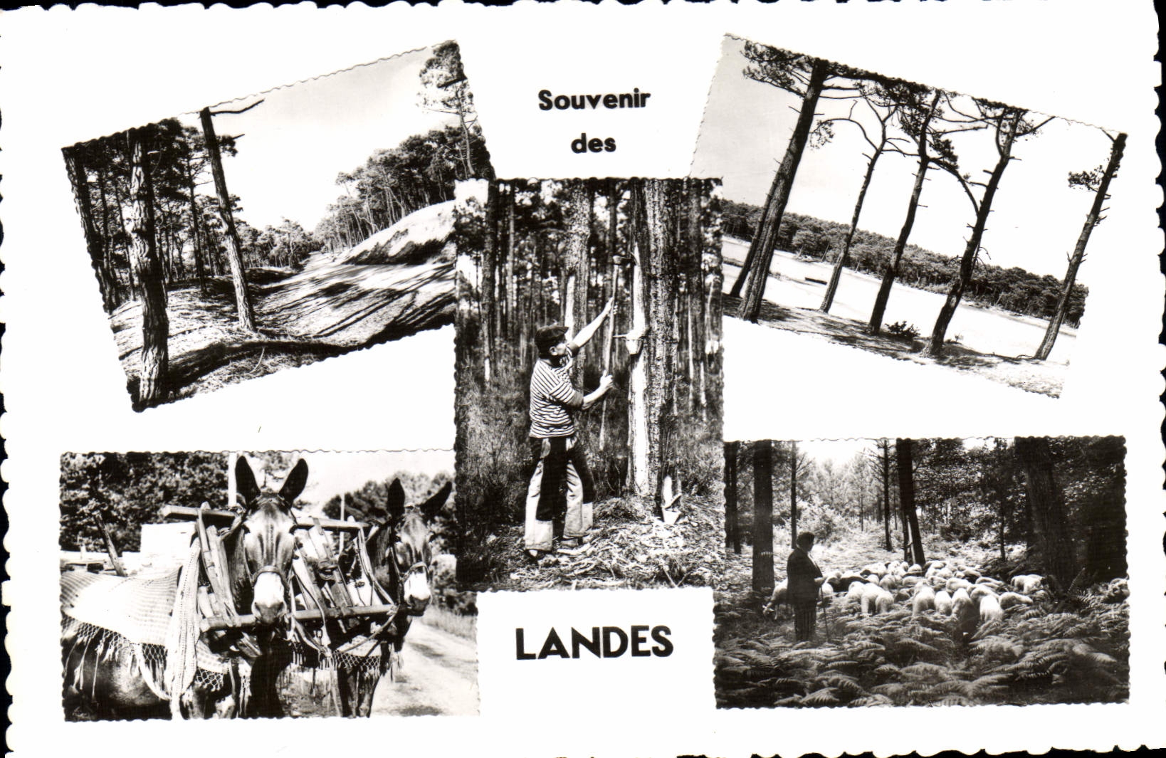 CPA Landes La Route En Foret Le Courant