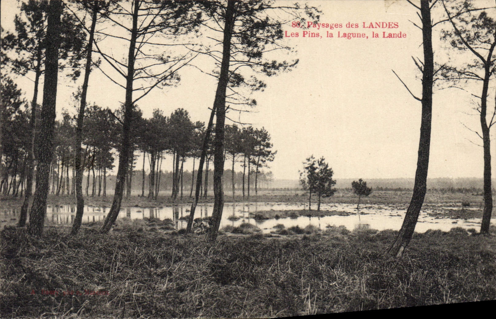 CPA Landes Les Pins La Lagune