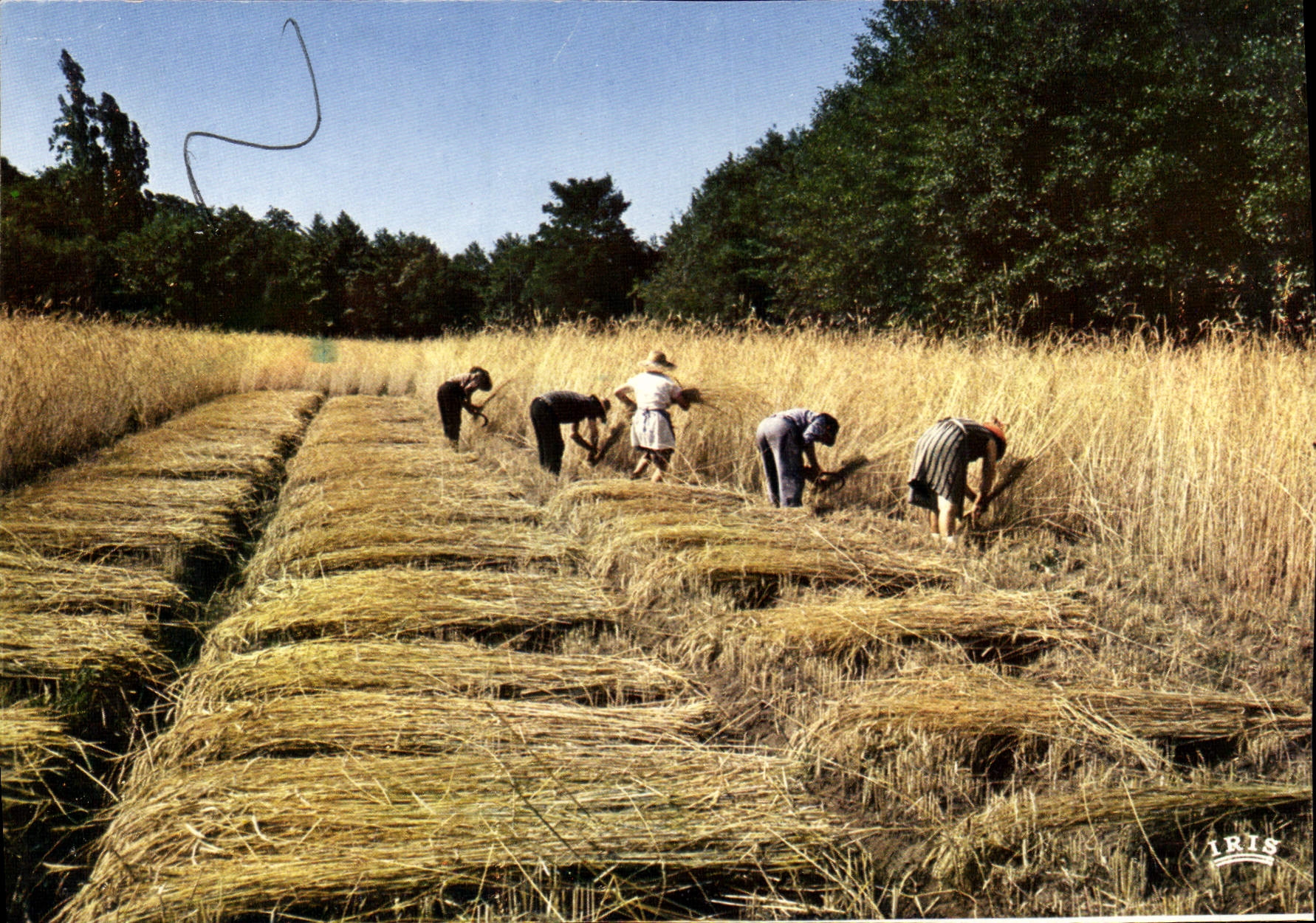 CPSM Parc Naturel Regional Des Landes De Gascogne Luxey sciage du seigle