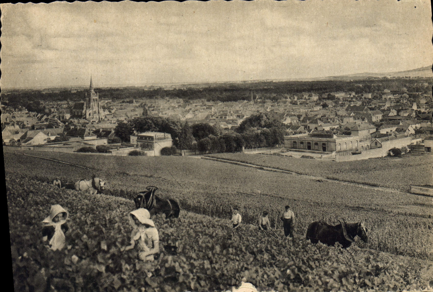 CPSM Champagne Pommery Greno Reims cueillette des raisins noirs
