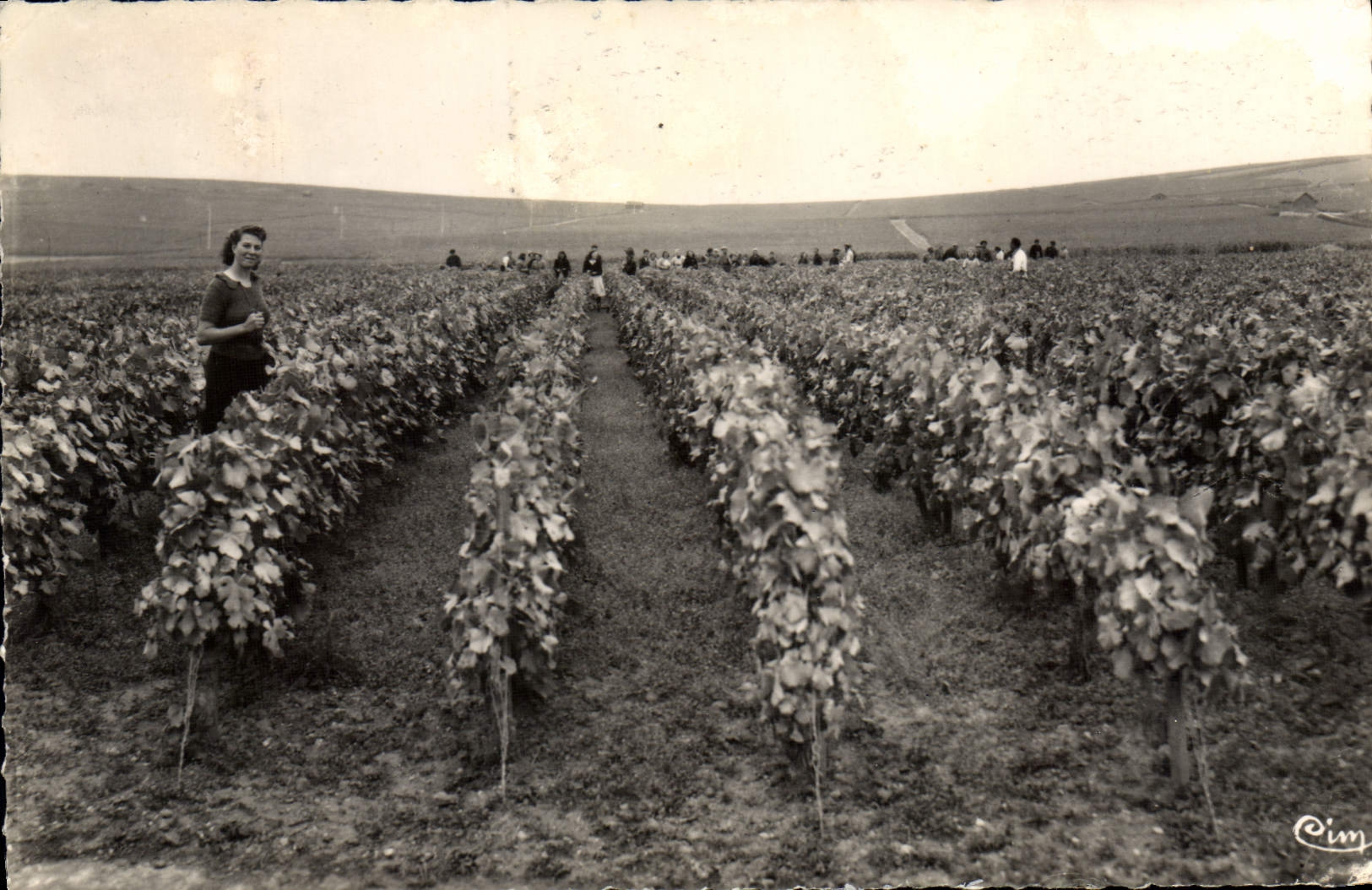 CPA Vendanges Em Champagne