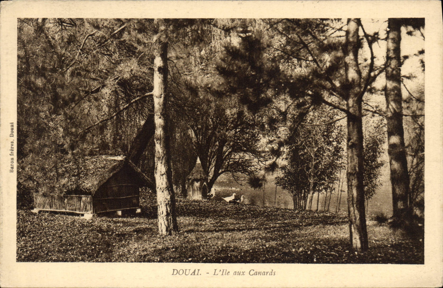 CPA Douai L'Ile Aux Canards