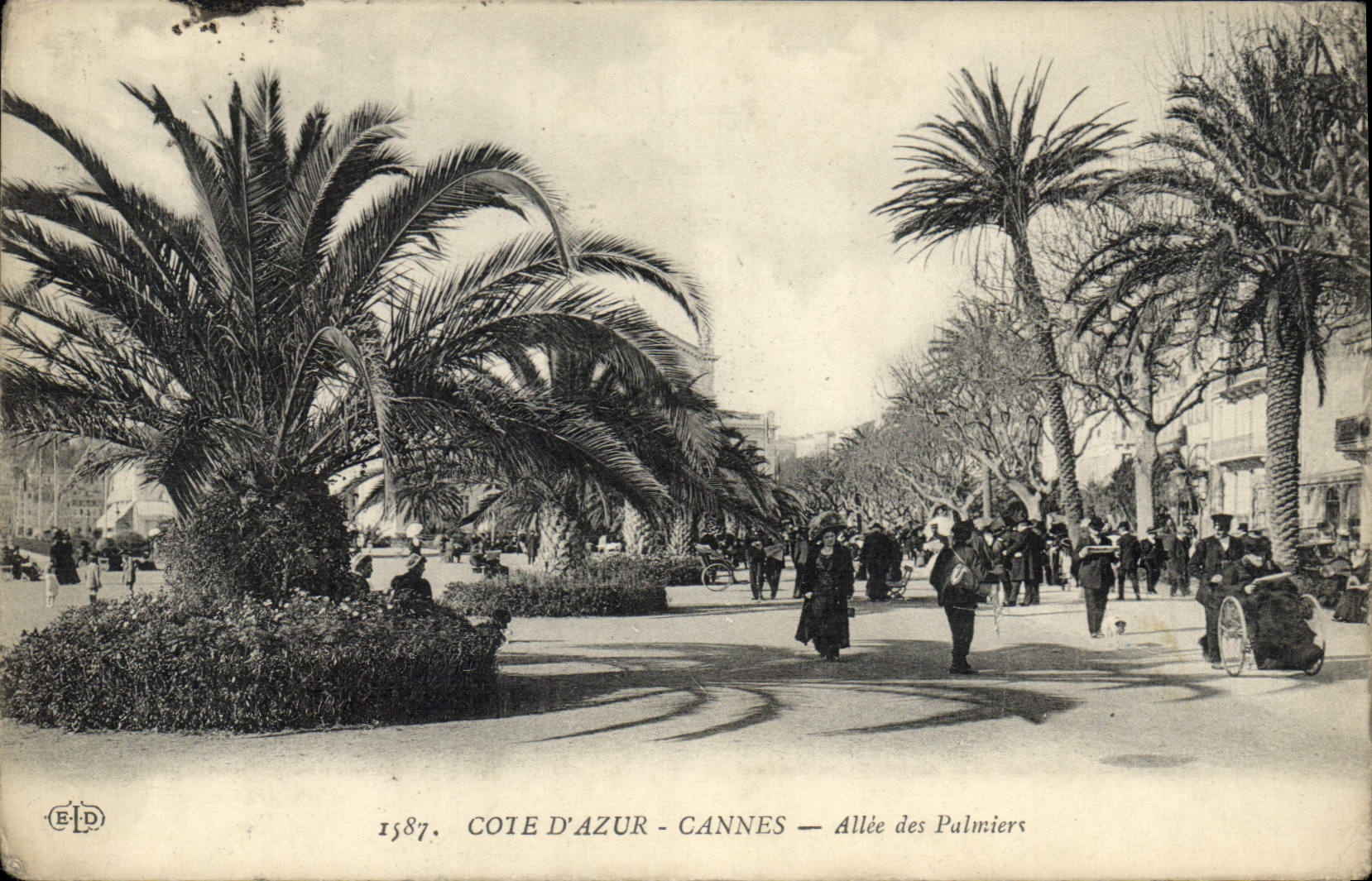 CPA Cannes Allee Des Palmiers