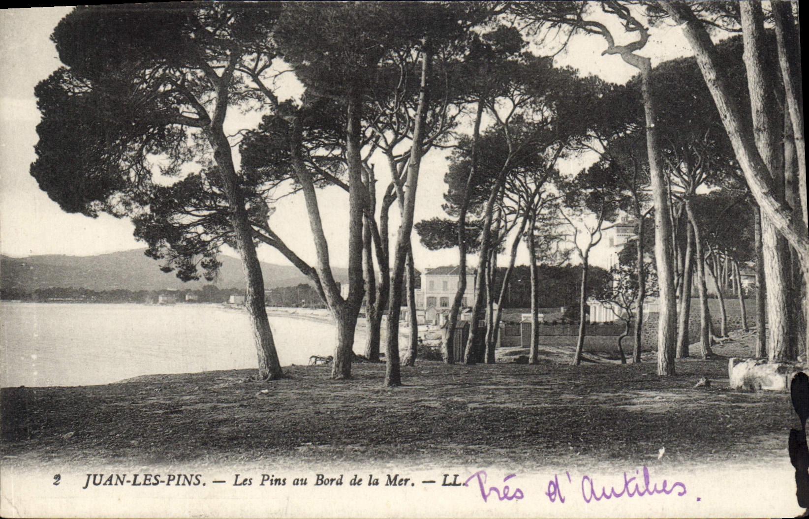 CPA Juan Les Pins Les Pins Au Bord De La Mer