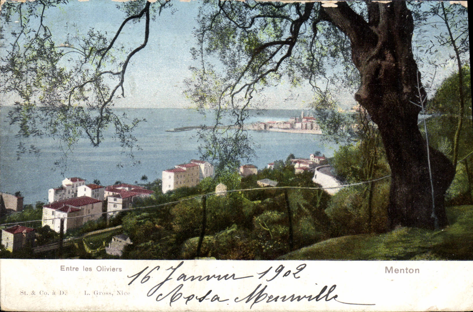 CPA Menton Entre Les Oliviers