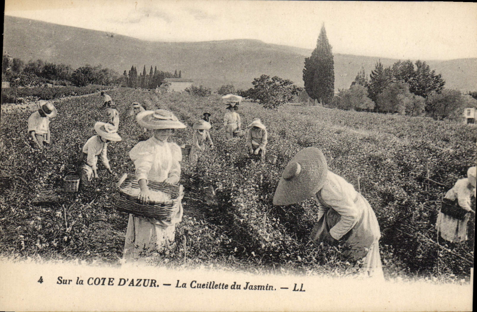 CPA cueillette du jasmin côte d'azur