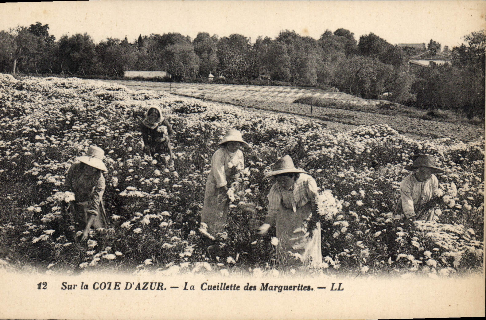 CPA cueillette des marguerites côte d'azur