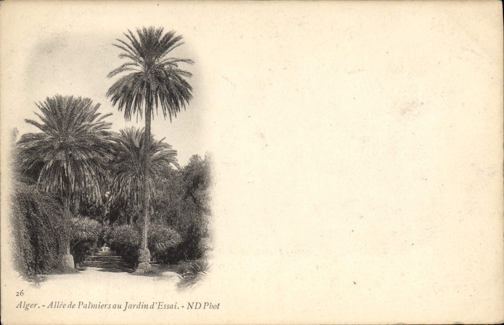 CPA ALGER palmiers jardin d'essai