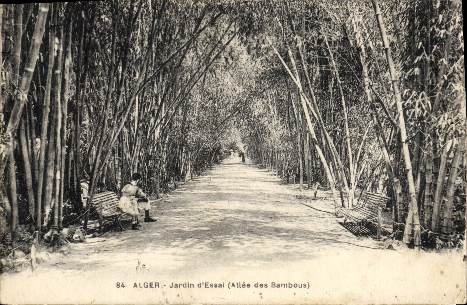 CPA ALGER jardin d'essai allée des bambous