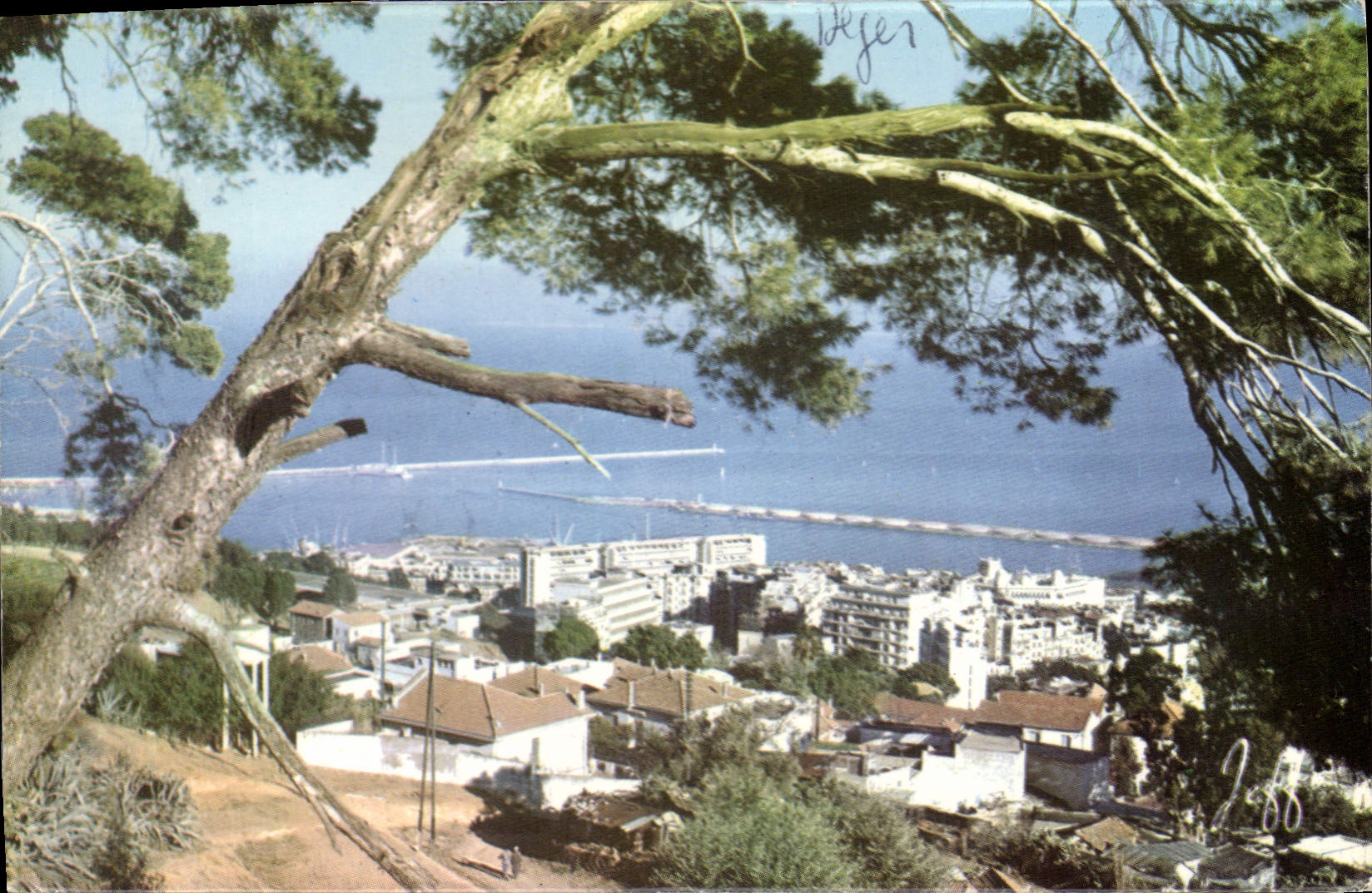 CPA ALGER vue panoramique