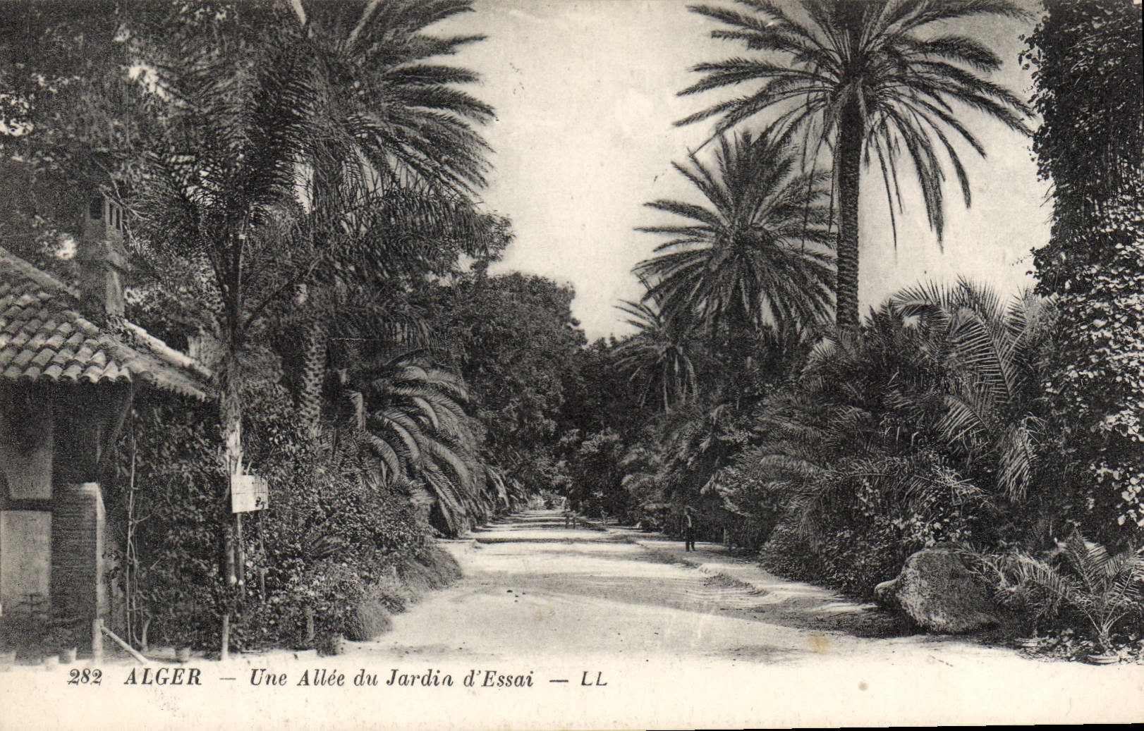 CPA ALGER une allée du jardin d'essai