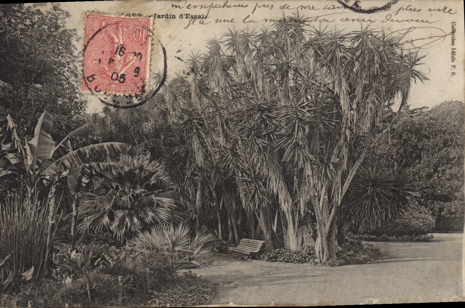 CPA ALGER jardin d'essai