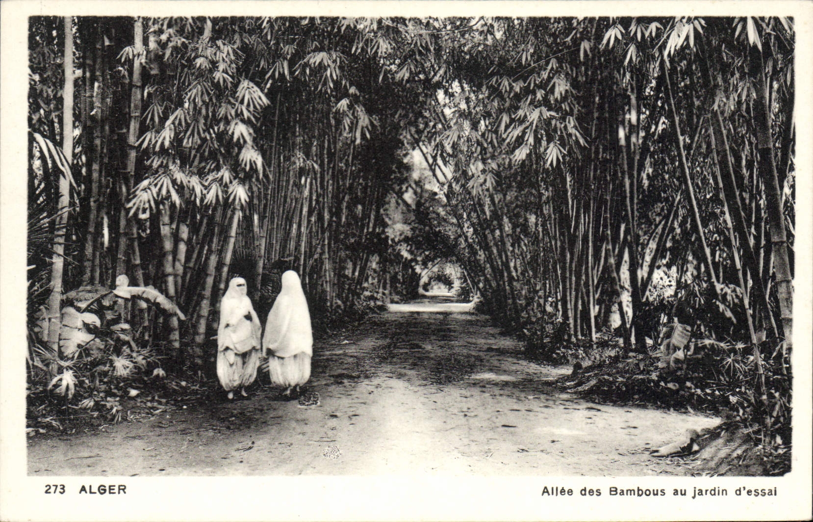 CPA ALGER jardin d'essai allée des bambous