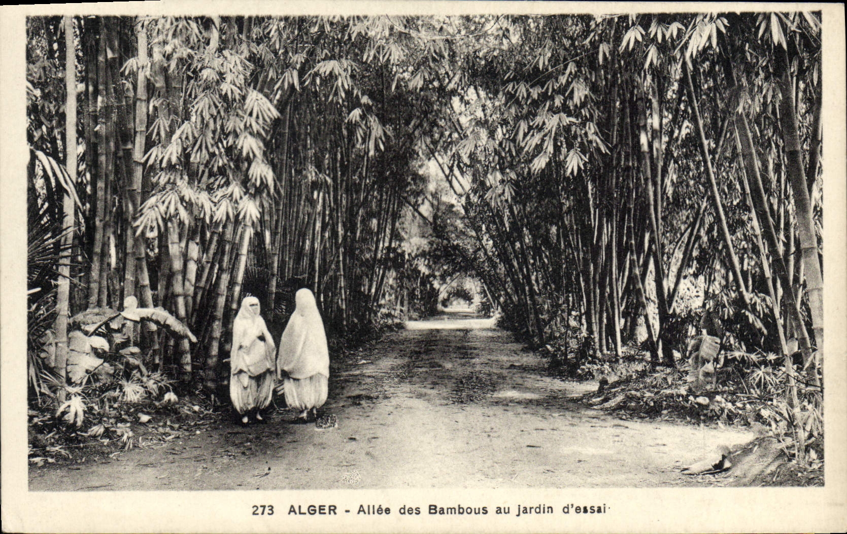 CPA ALGER allée des bambous au jardin d'essai