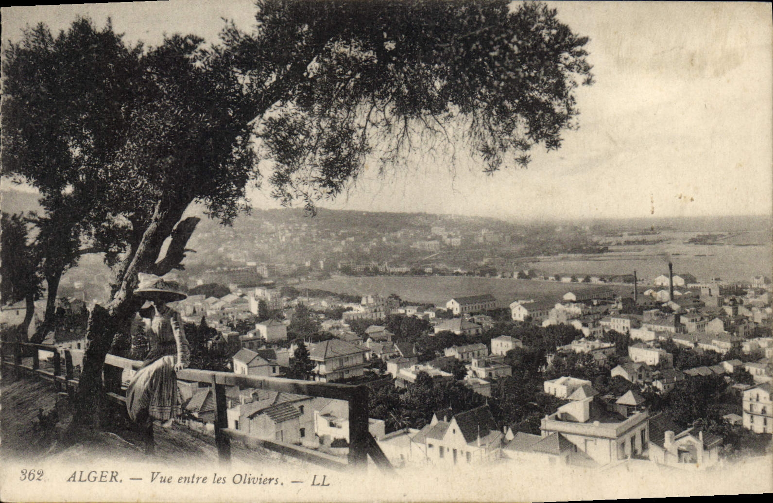 CPA ALGER vue entre les oliviers