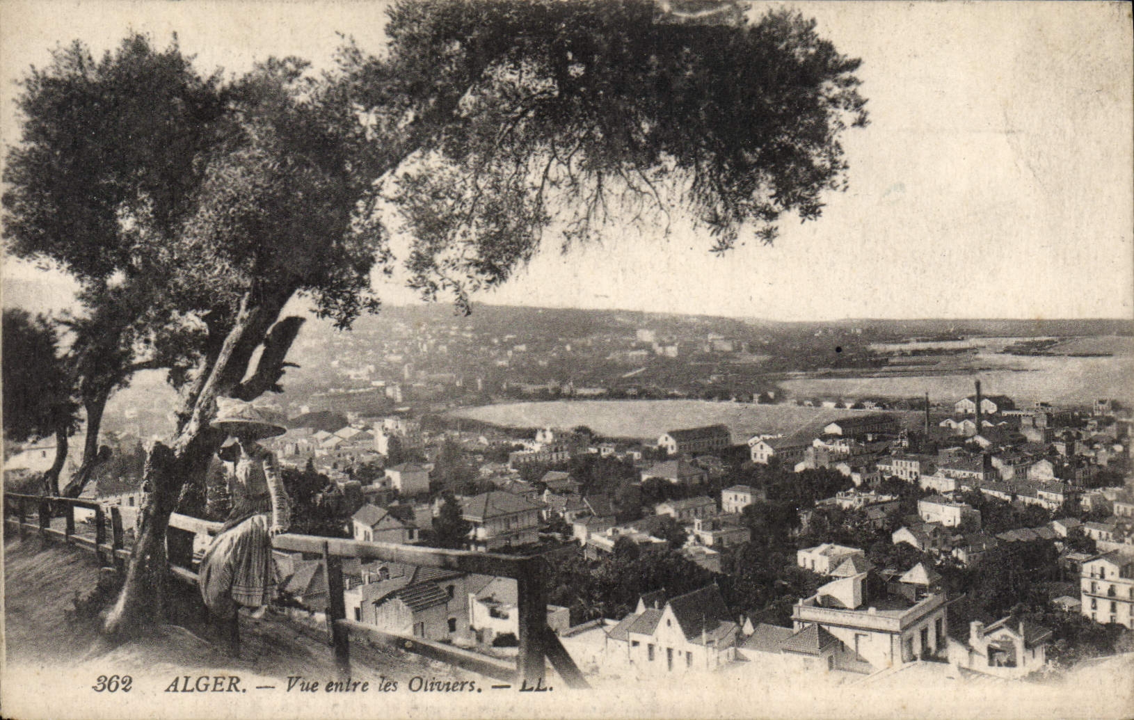CPA ALGER vue entre les oliviers