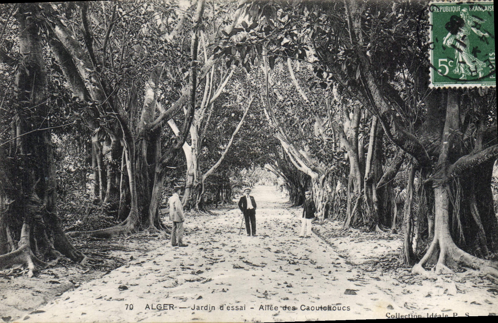 CPA ALGER allée des Caoutchoucs au jardin d'essai