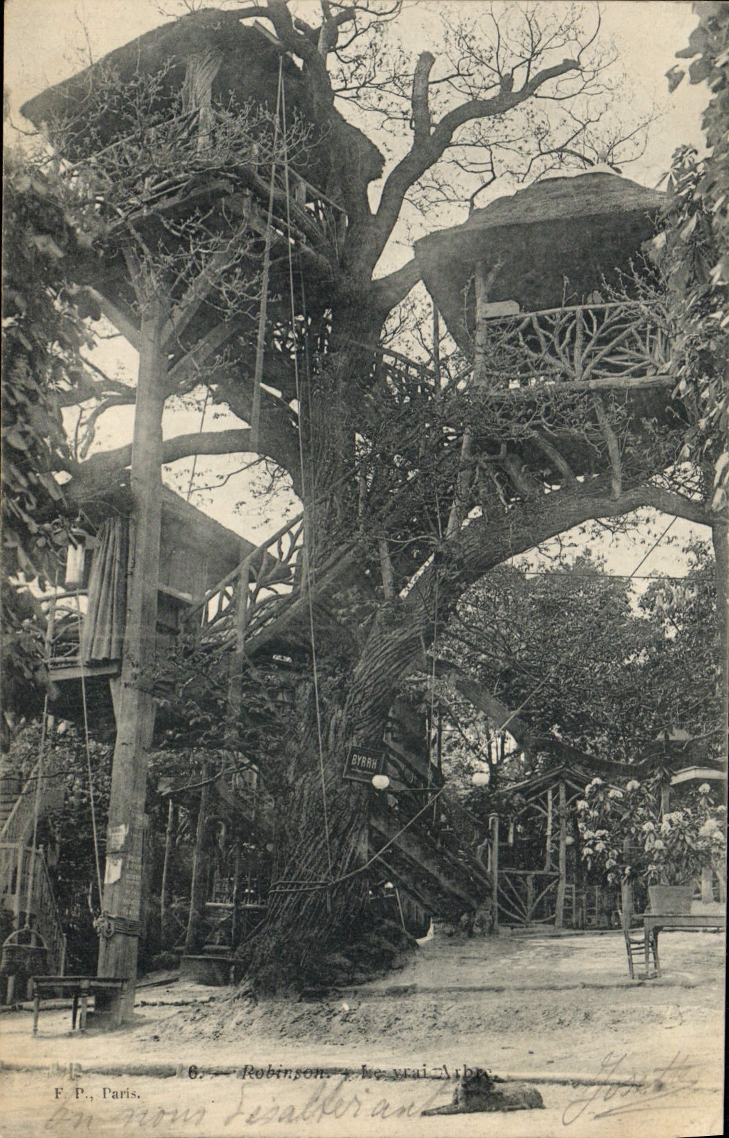 CPA Robinson Le vrai Arbre