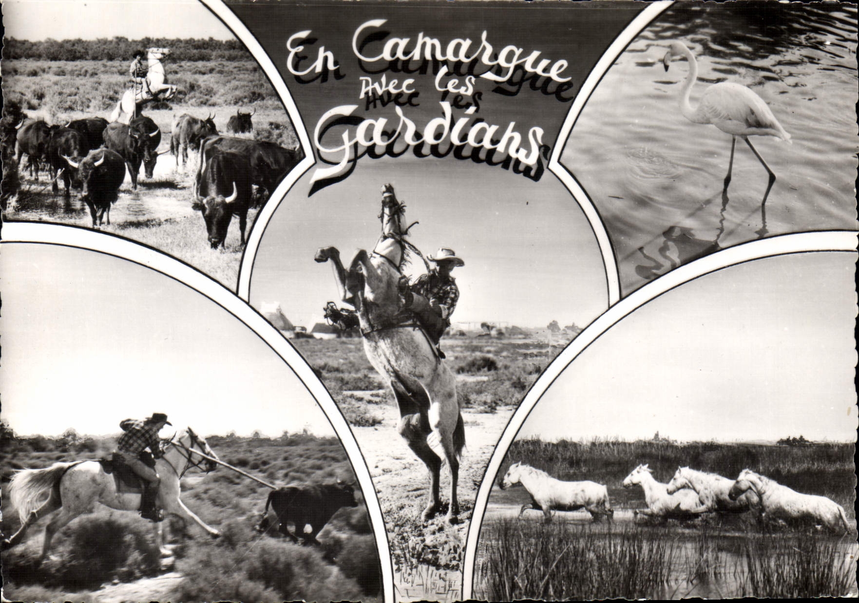 CPSM En Camargue Les Avec les gardians