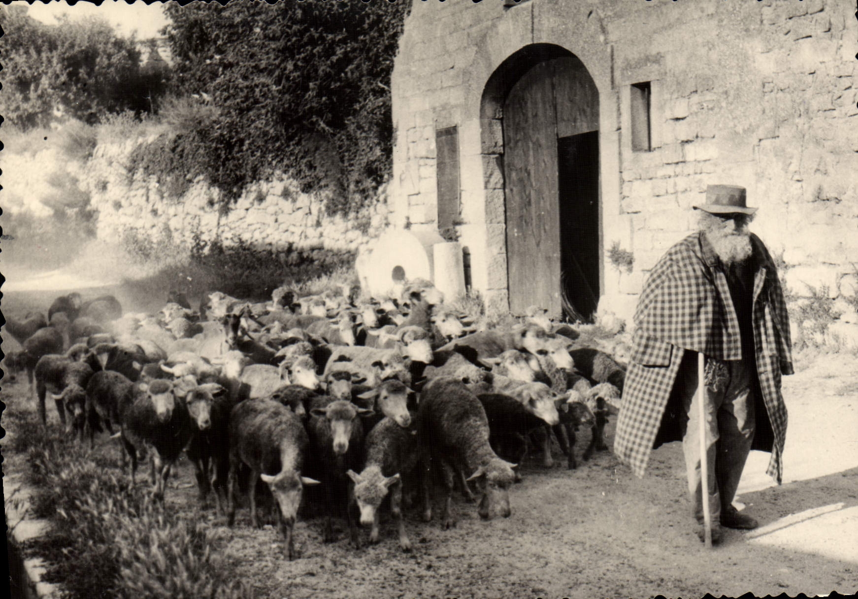 CPSM Les Belles Images De Provence vieux berger