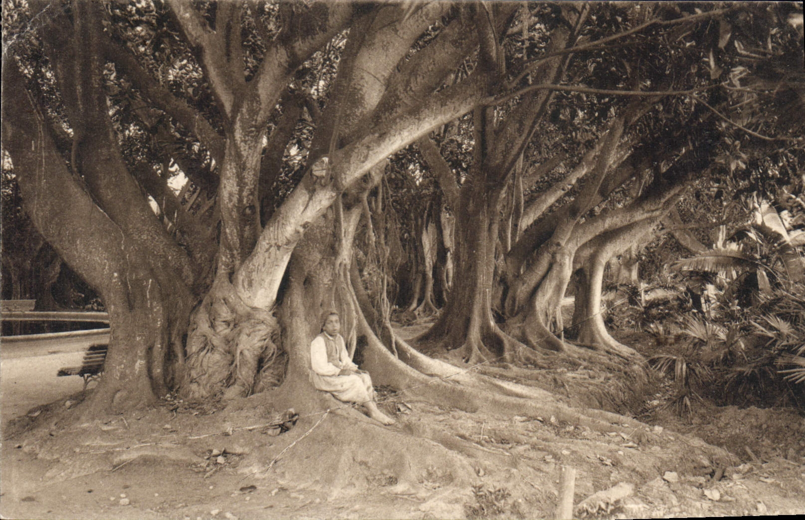 CPA Alger Vue Dans Le Jardin D'Essai