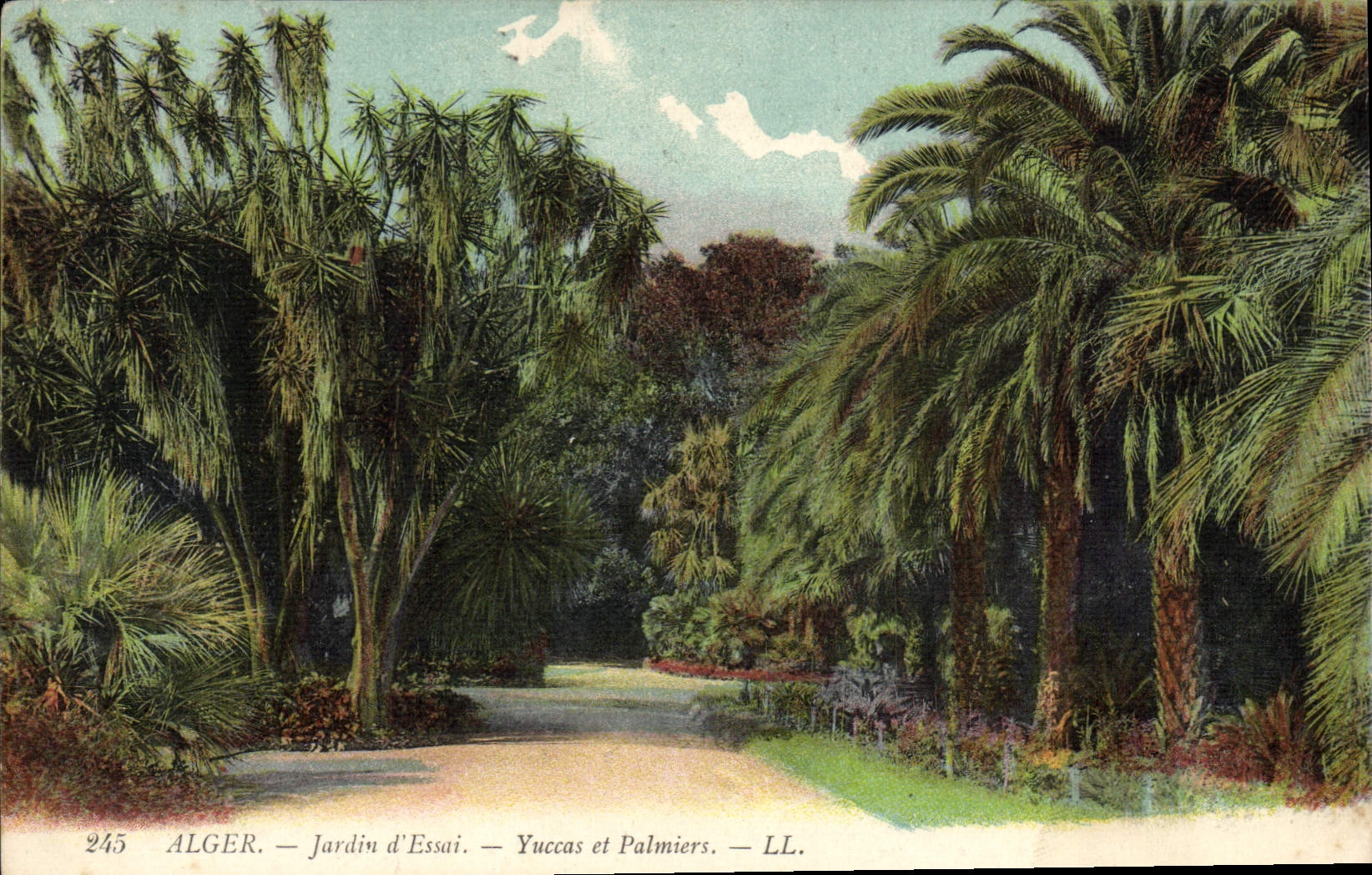 CPA Alger Jardin D'Essai Yuccas Et Palmiers