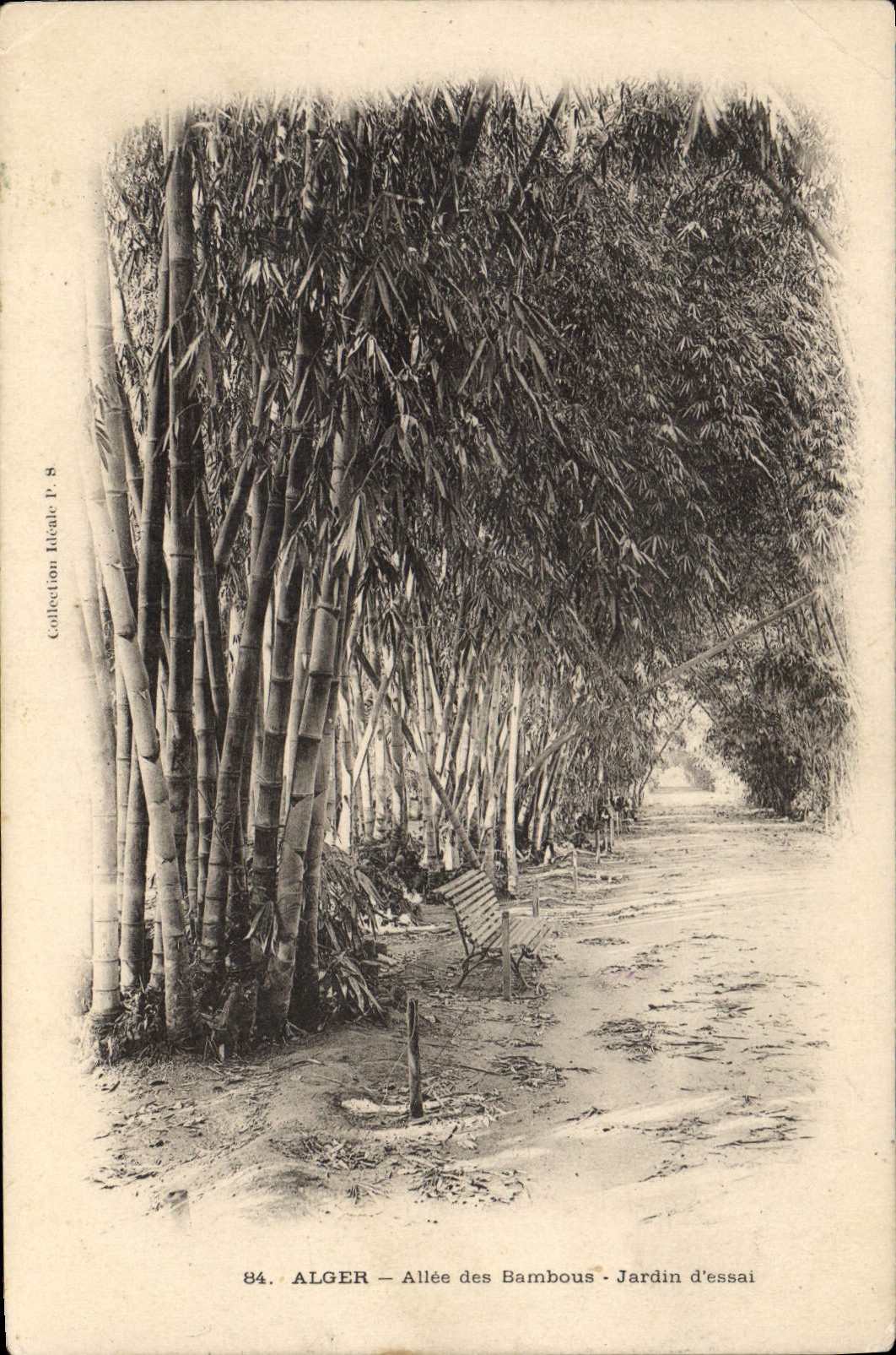CPA Alger Allee Des Bambous Jardin D'Essai