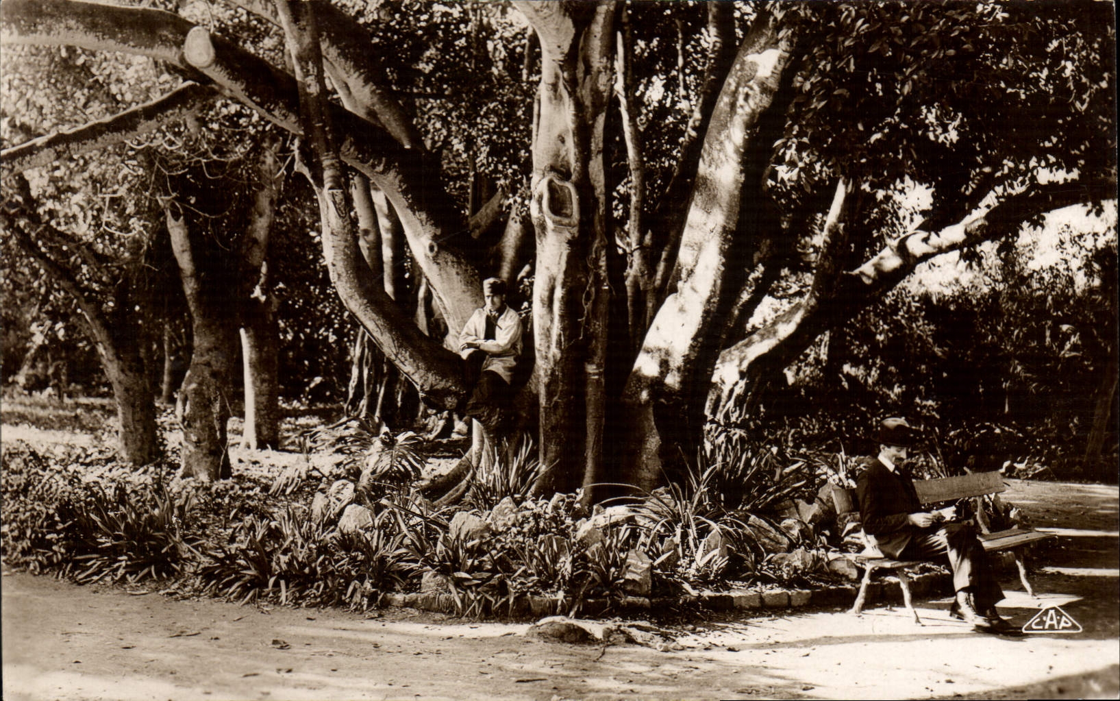 CPA Alger Jardin D'Essai Ficus