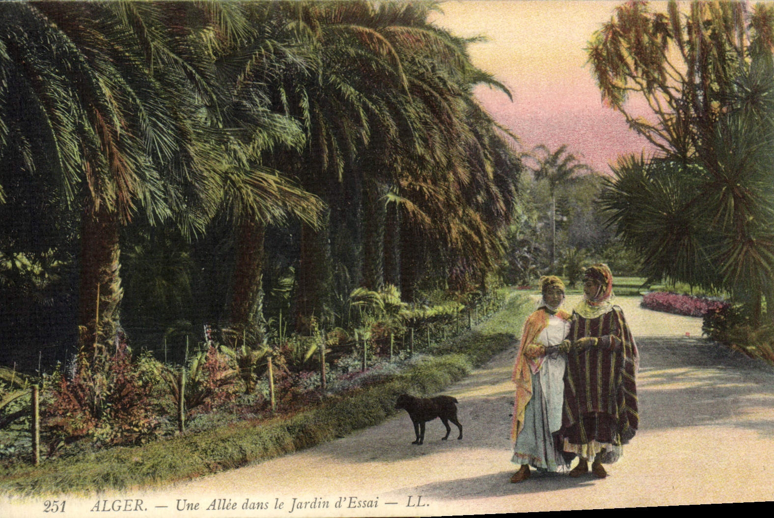 CPA Alger Une Allee Dans Le Jardin D'Essai