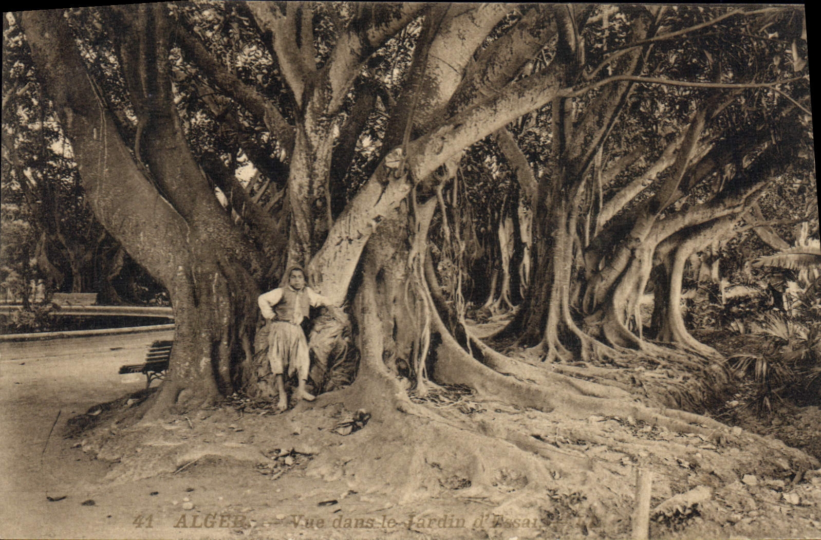 CPA Alger Vue Dans Le Jardin d'essai