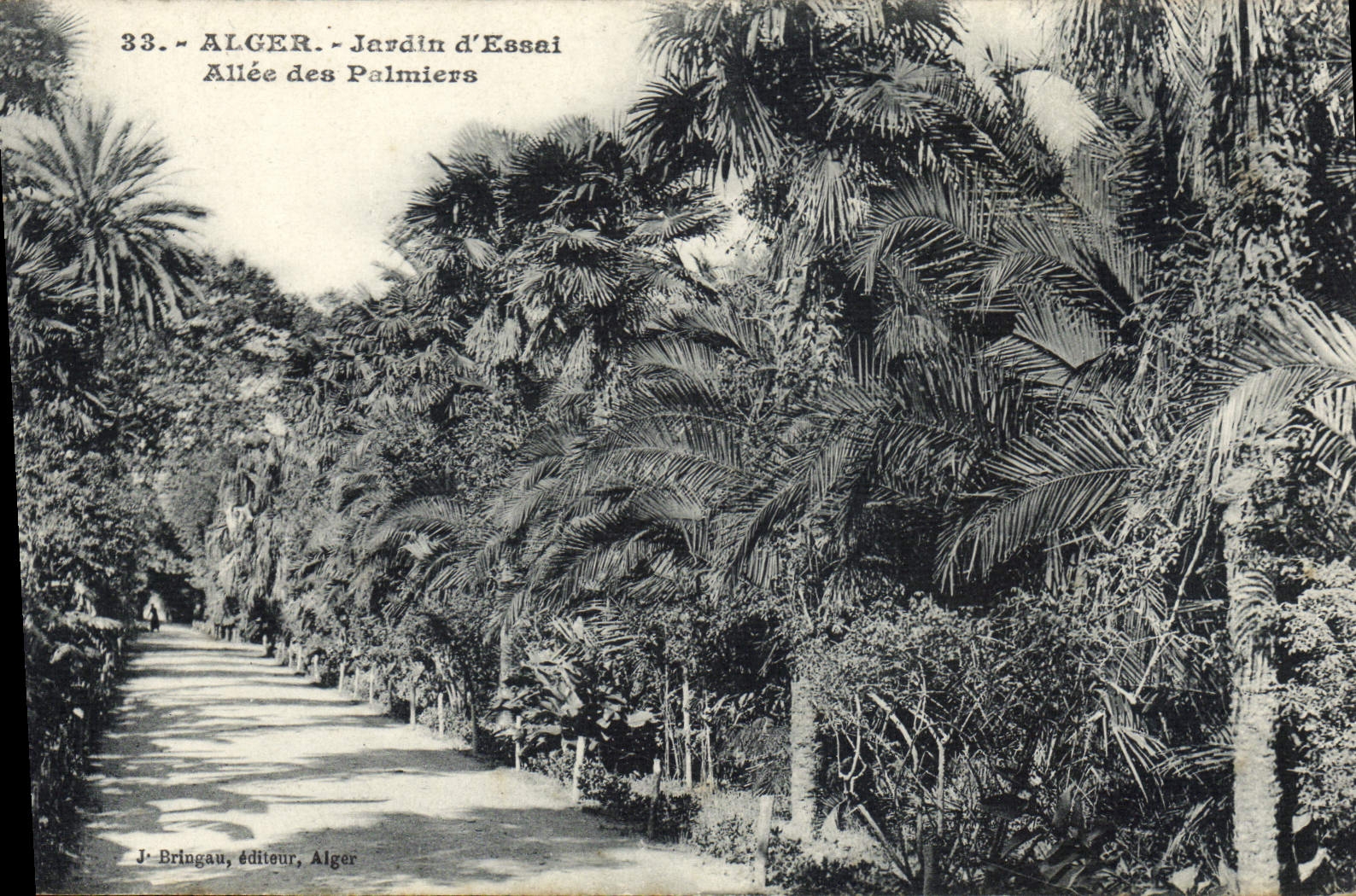 CPA Alger Jardin D'Essai Allee Des palmiers