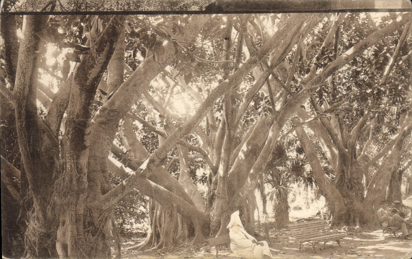 CPA Alger jardin d'essai rond point des ficus