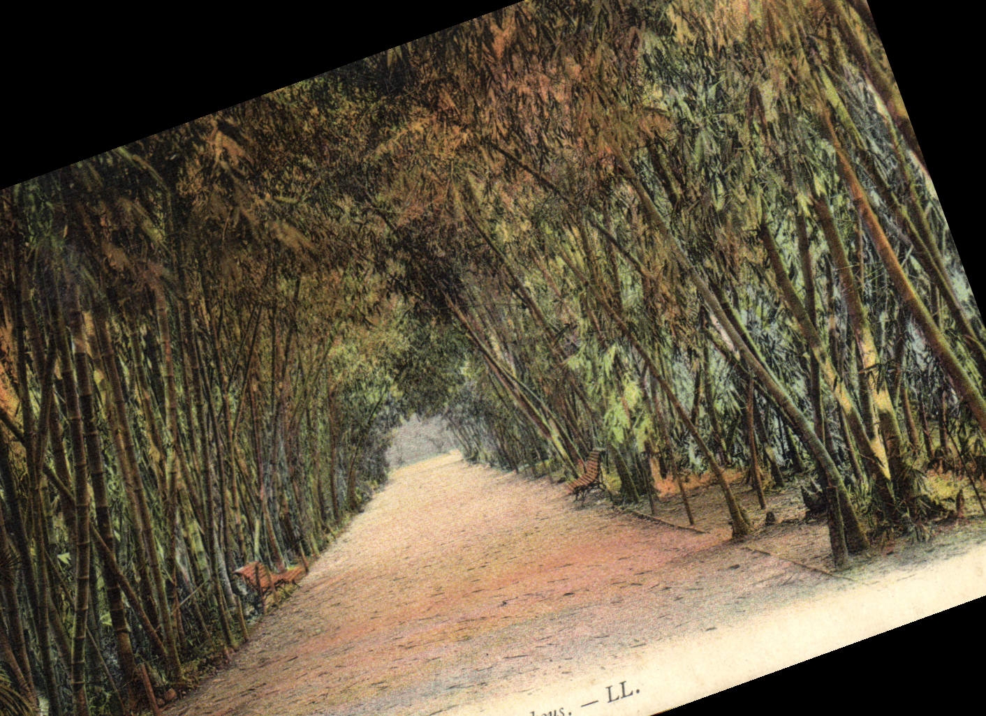 CPA Alger Jardin D'Essai allee Des bambous