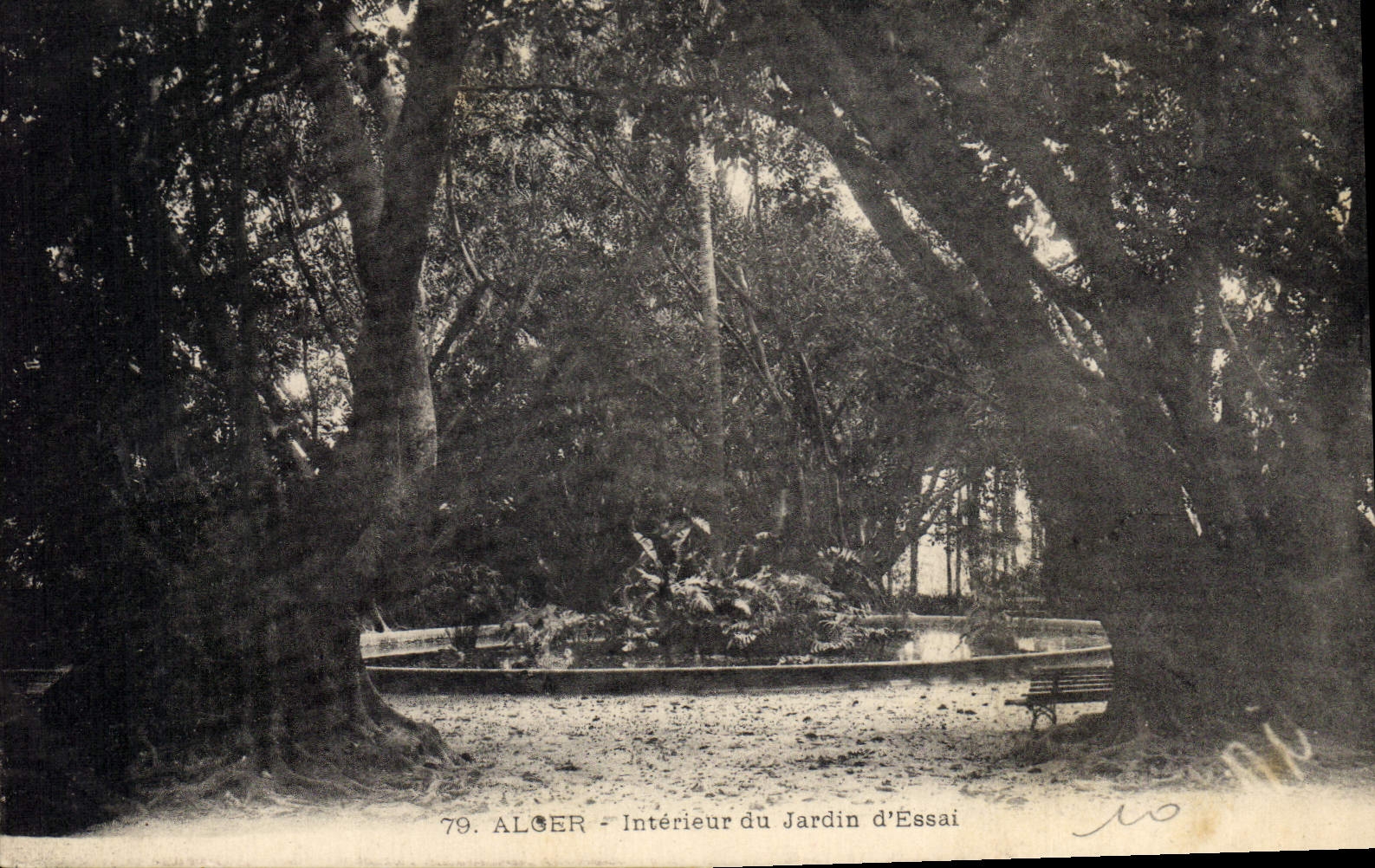 CPA Alger Interieur Du Jardin D'Essai