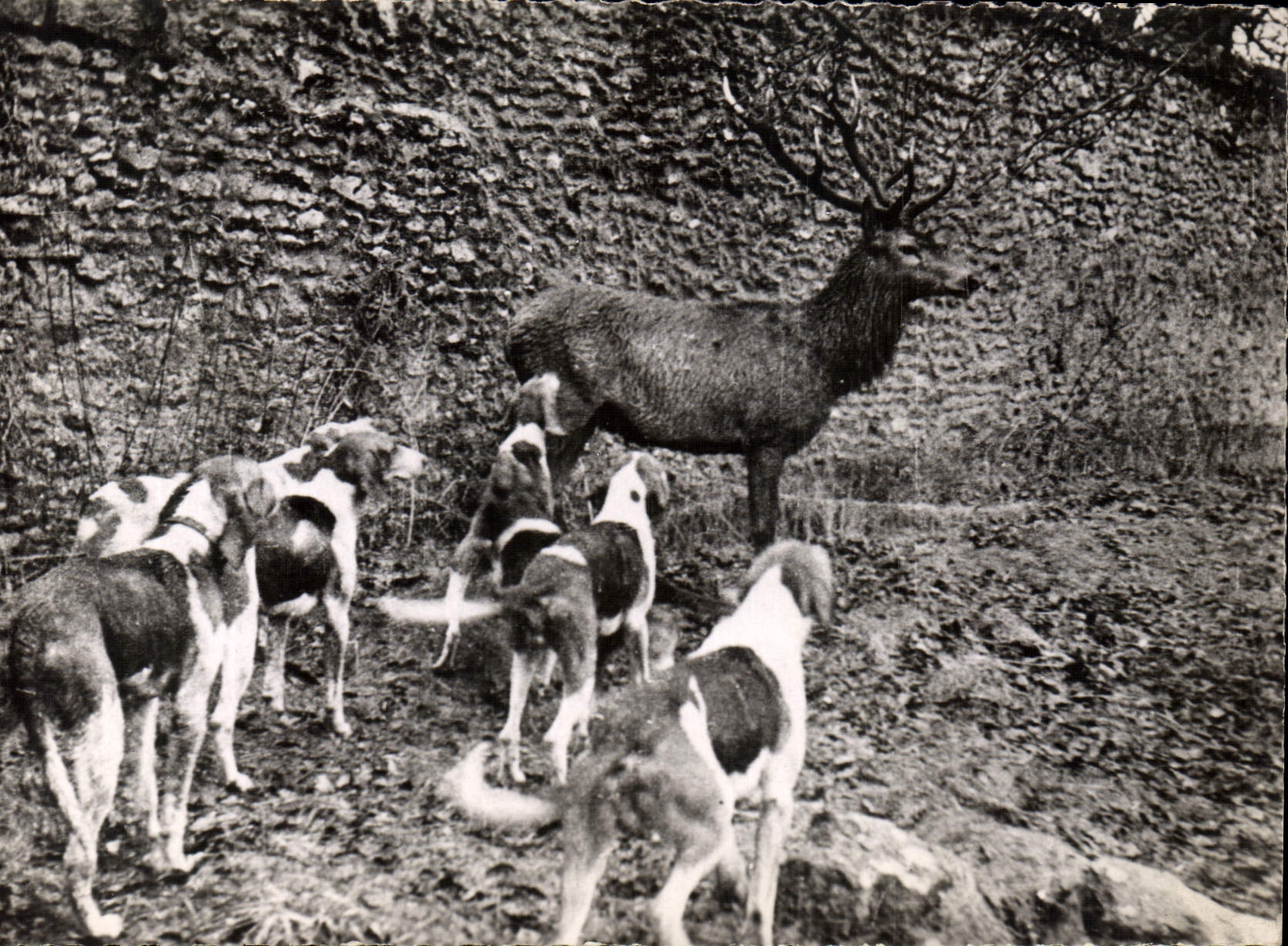 CPSM Saint Leger En Yvelines Hallali Sur Pied maison forestiere