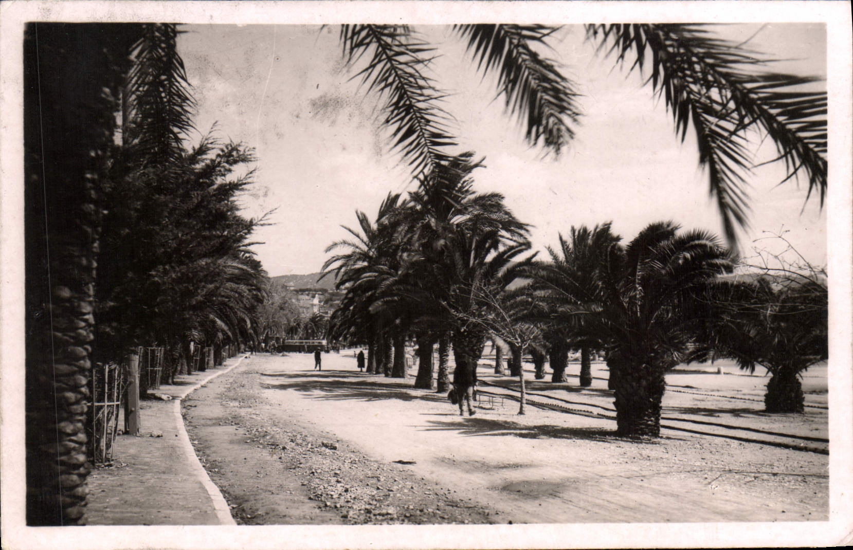 CPA Bandol Sur Mer Avenue Des Palmiers