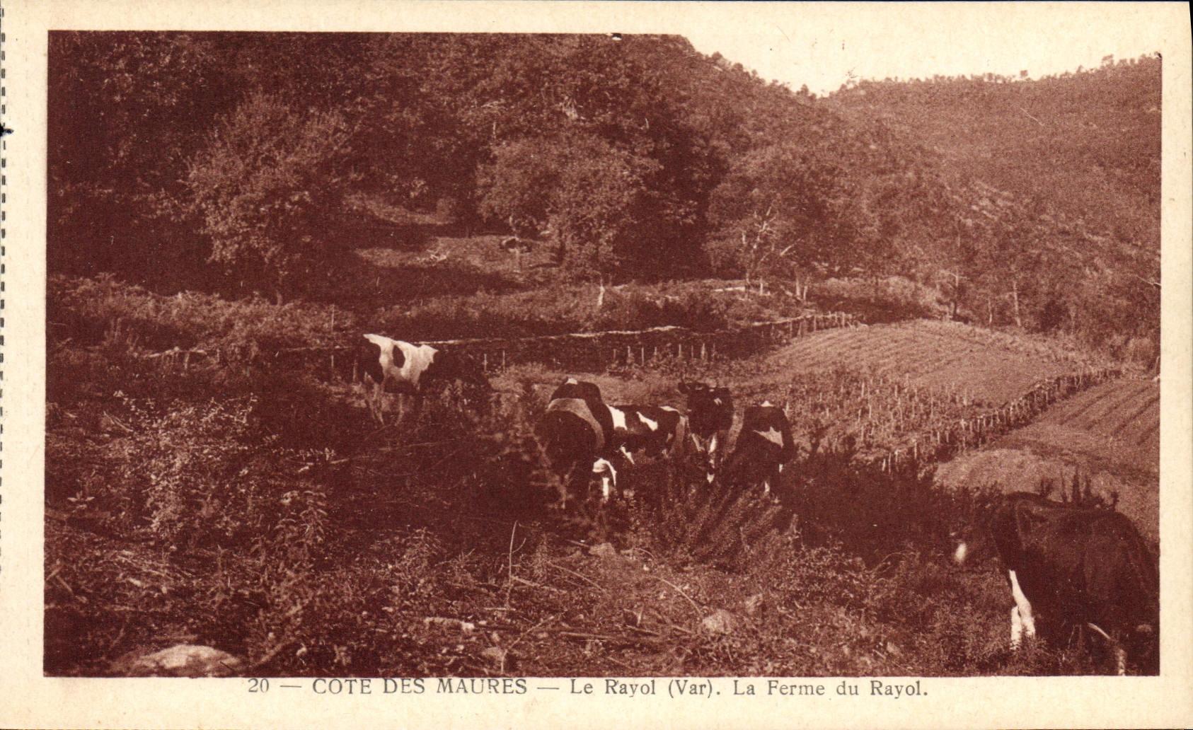 CPA Le Rayol La Ferme Du rayol