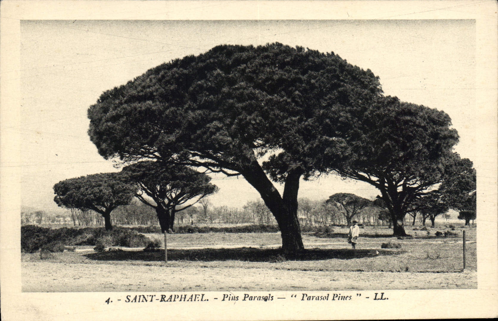 CPA Saint Raphael Pins Parasols