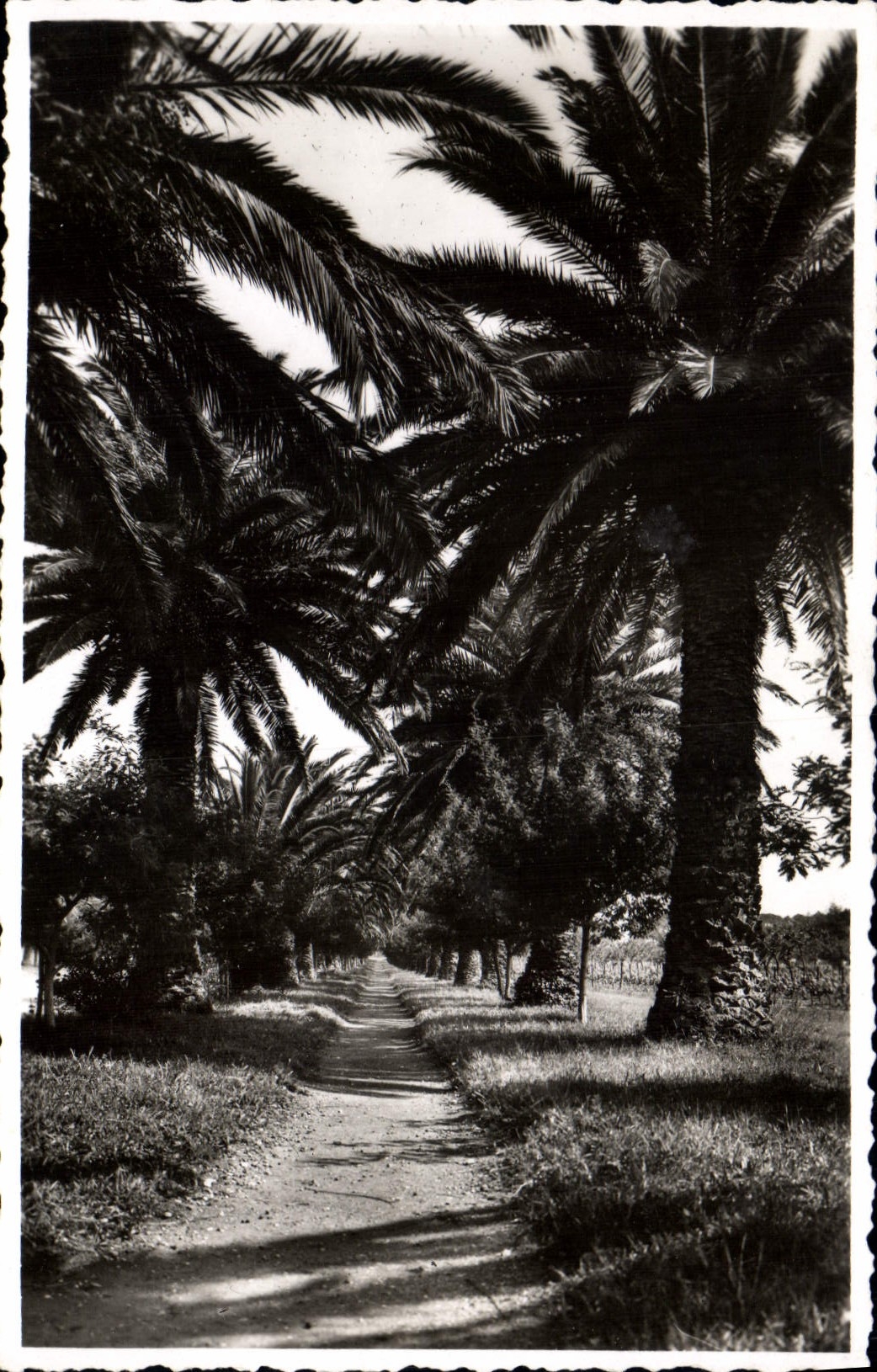 CPA Cavalaire Sur Mer Une Allee De Pardigon