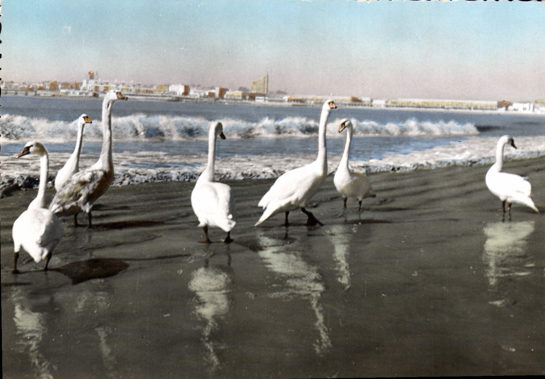 CPSM Royan Hiver 1963 Le Sejour Des Cygnes Sur Les plages