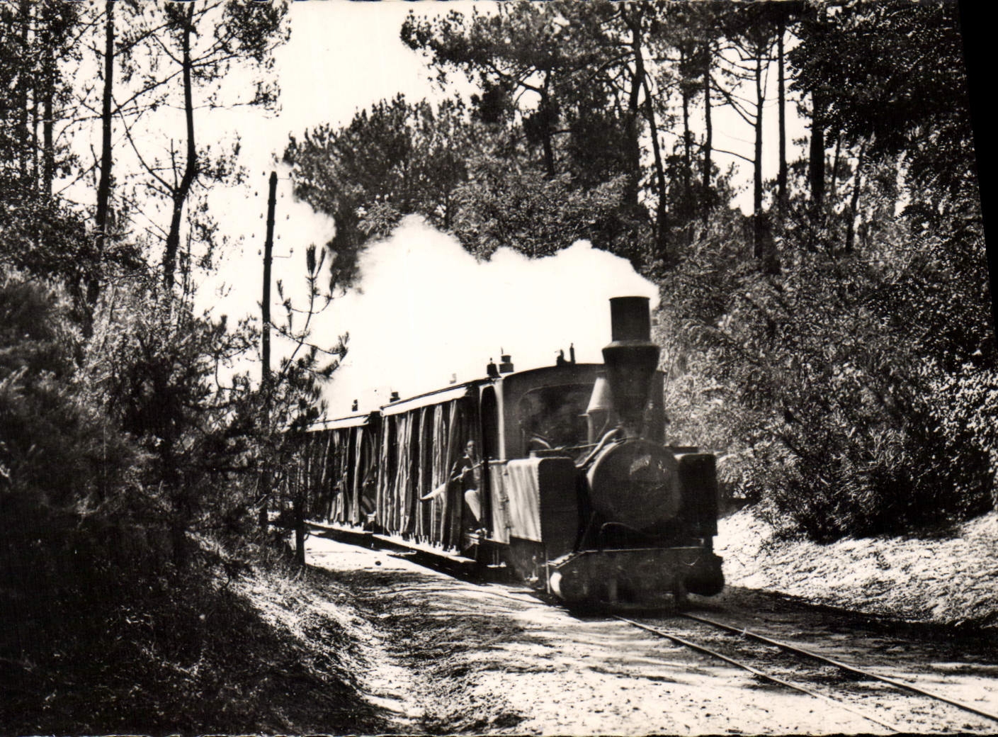 CPA St Palais Sur Mer Le Train En Foret