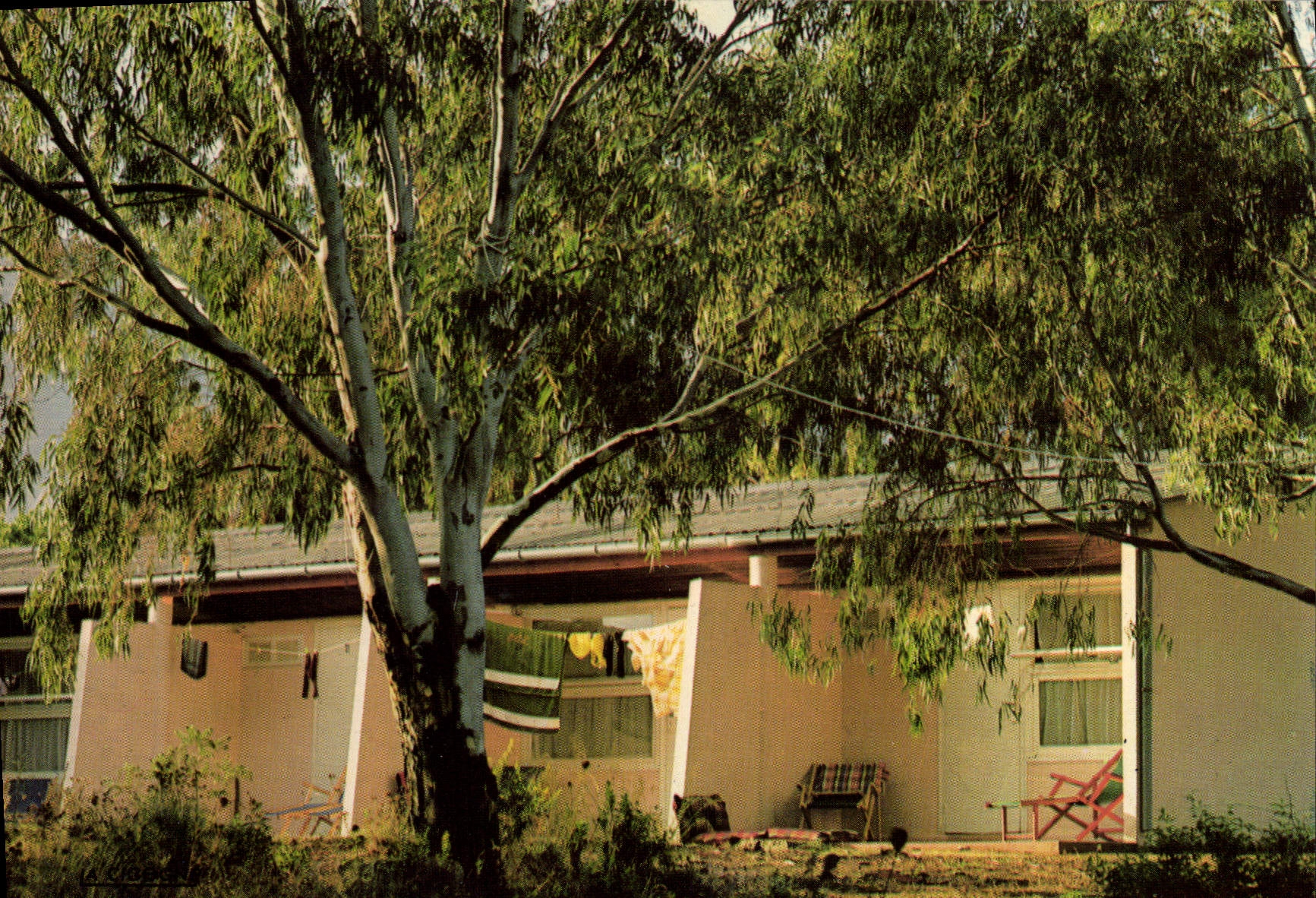 CPSM Calvi Quelques Bungalows