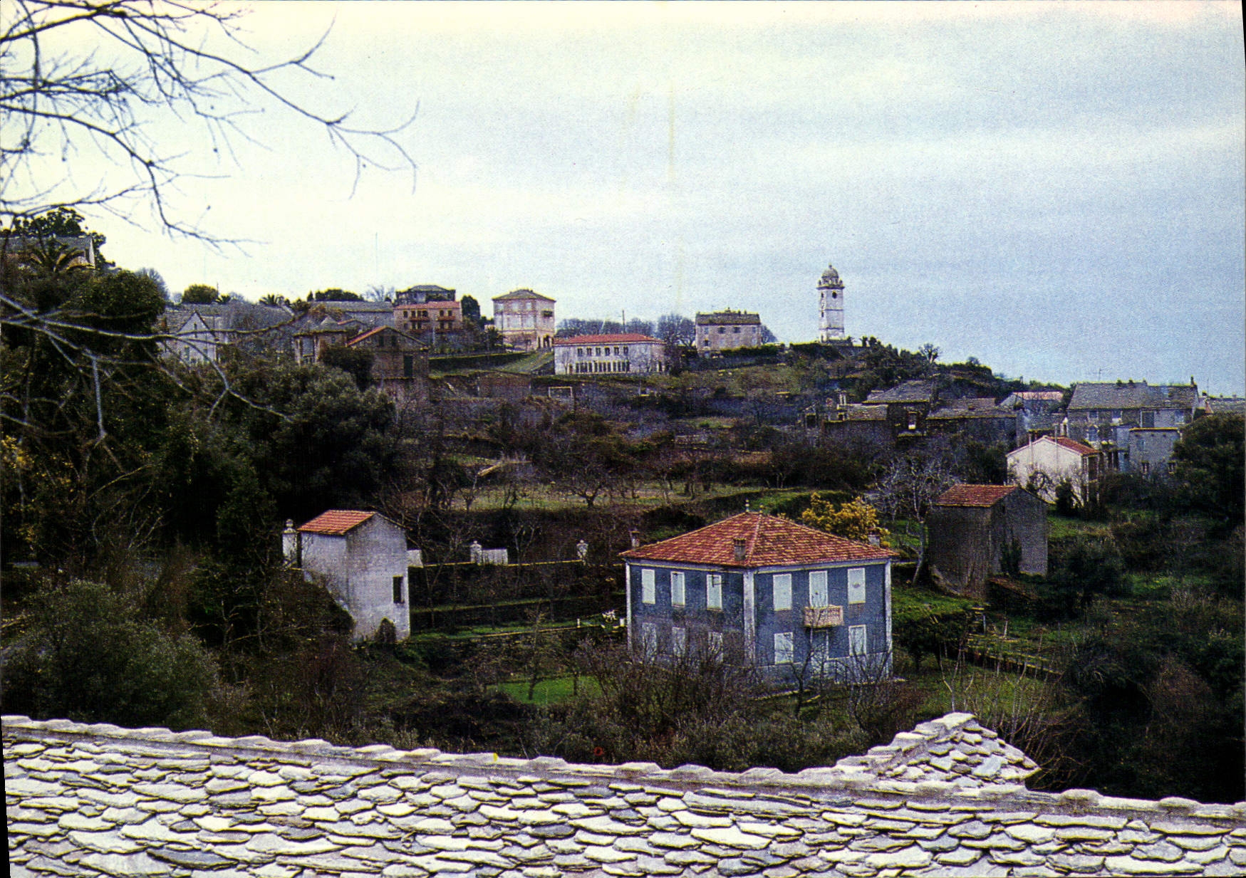 CPSM Cap Corse Canari 