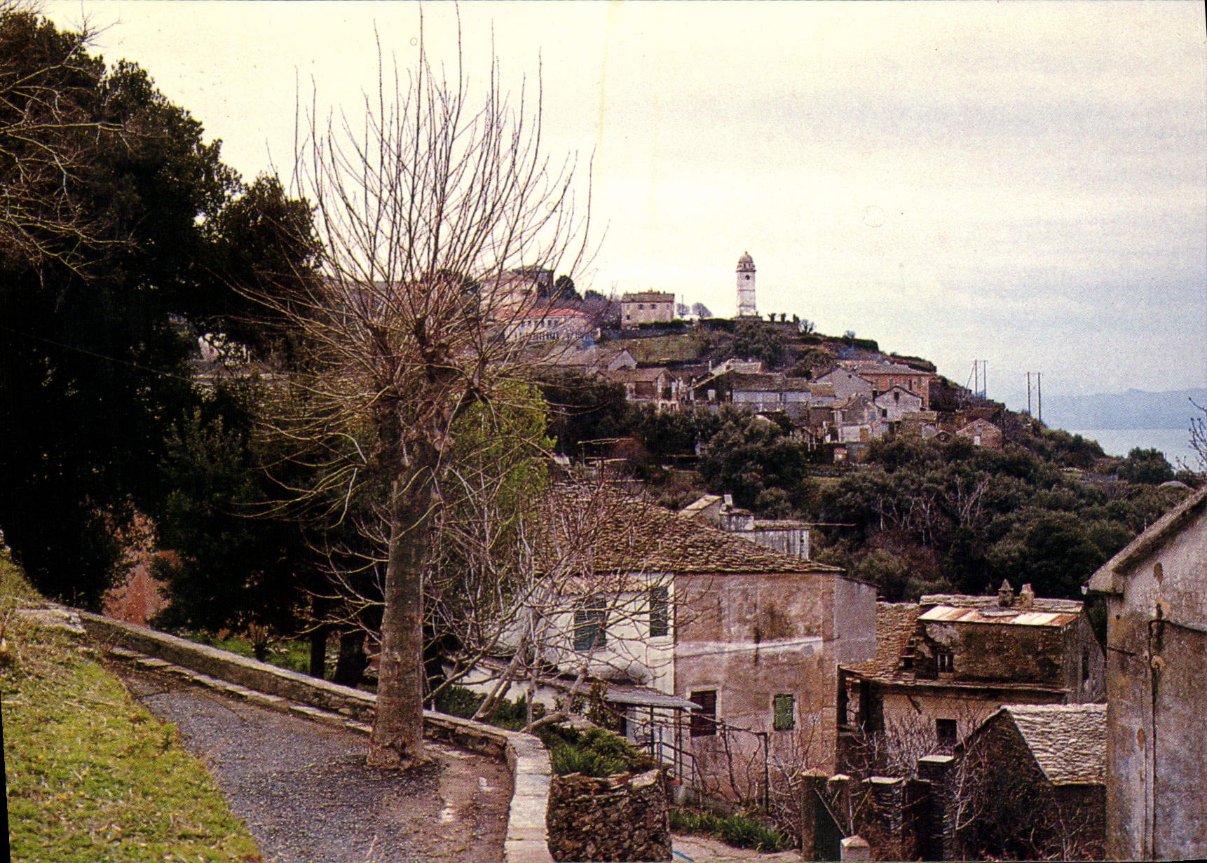 CPSM Cap Corse Canari 