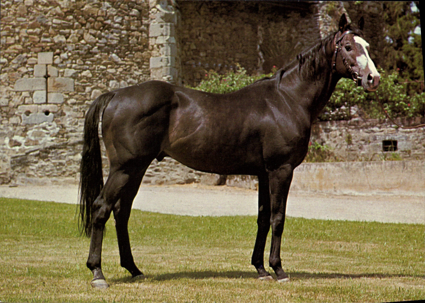 CPSM Pompadour Mitainvillier Haras